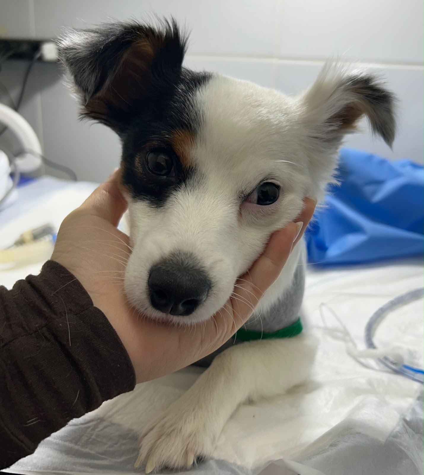 Pet Clinica